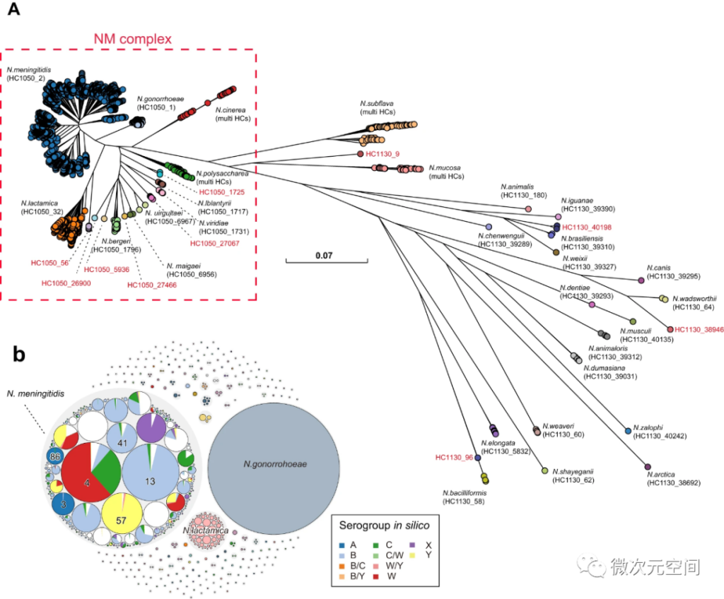 奈瑟氏菌属群体结构及物种进化树