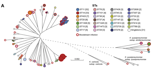 198株SCMC分离株的系统发育树。血液中的crkp(红圈)在不同的STs和亚种中被发现。